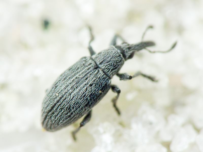 Catapion seniculus \ meieri